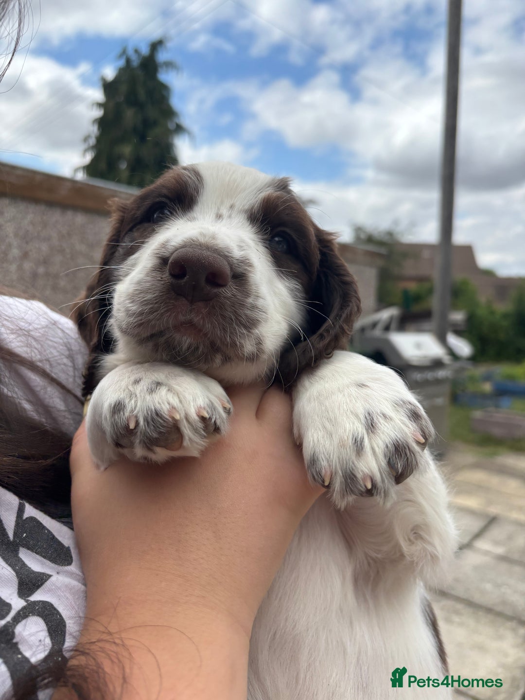English Springer Spaniel dogs for sale: KENNEL CLUB Pedigree Springer Spaniel Puppies - Image 14
