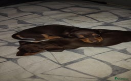 Miniature Dachshund dogs for sale: Miniature dachund - Advert 4