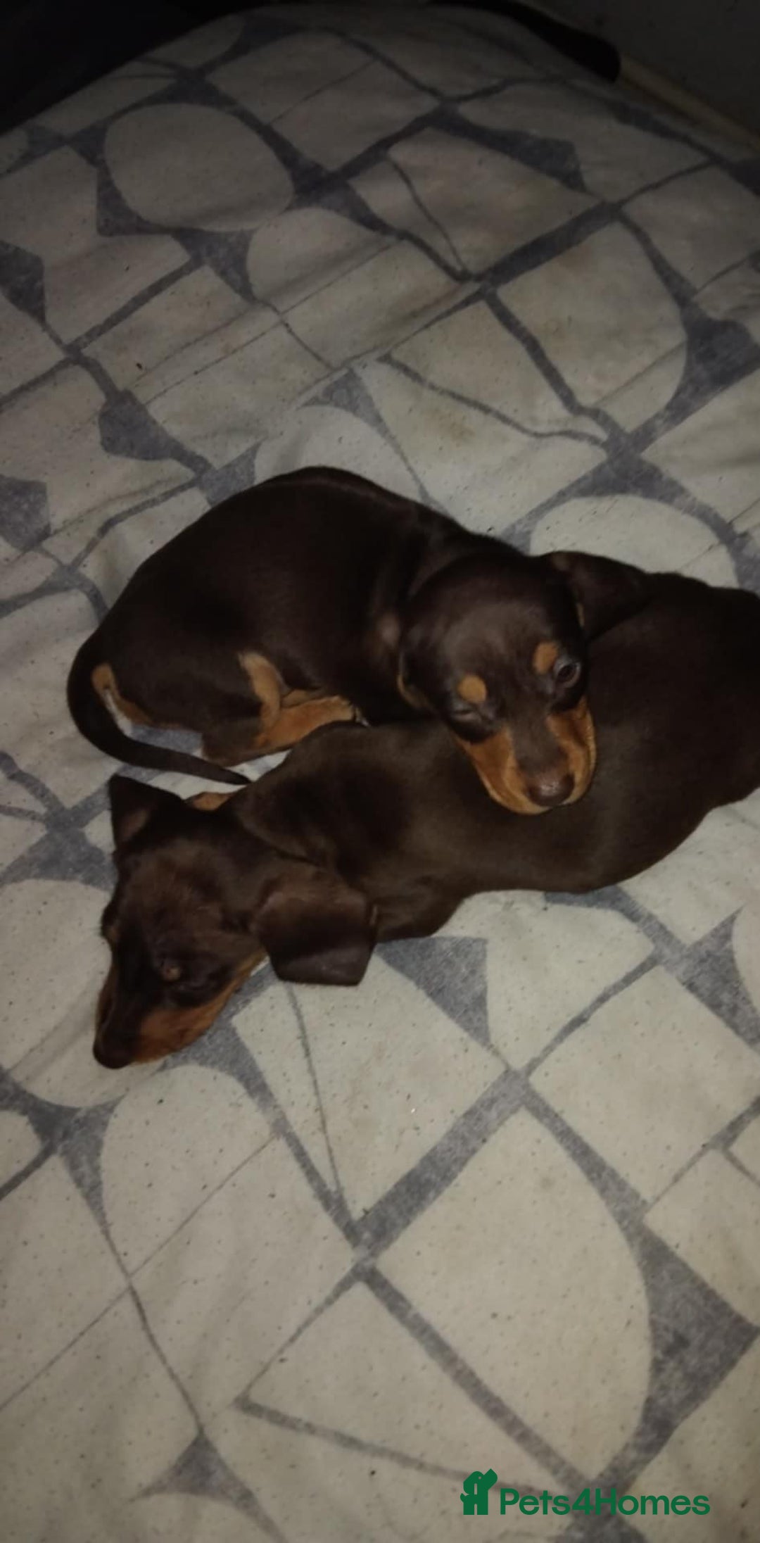 Miniature Dachshund dogs for sale: Miniature dachund - Advert 4