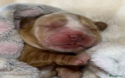 Cocker Spaniel dogs for sale: KC Show Carefully bred for Health and Temperament  - Image 23
