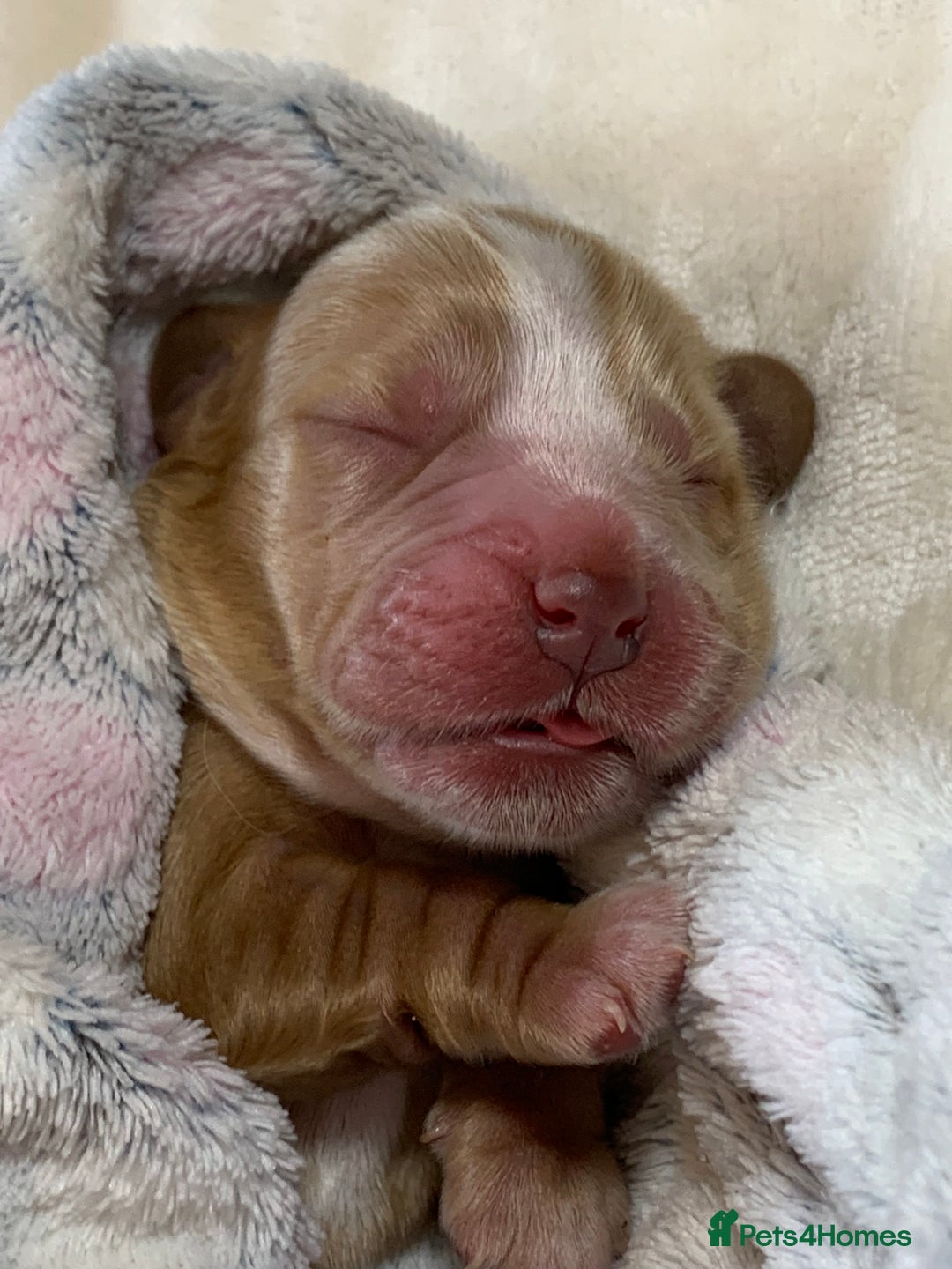 Cocker Spaniel dogs for sale: KC Show Carefully bred for Health and Temperament  - Image 23