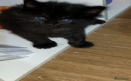 Mixed Breed cats for sale: Kittens for sale - Image 4