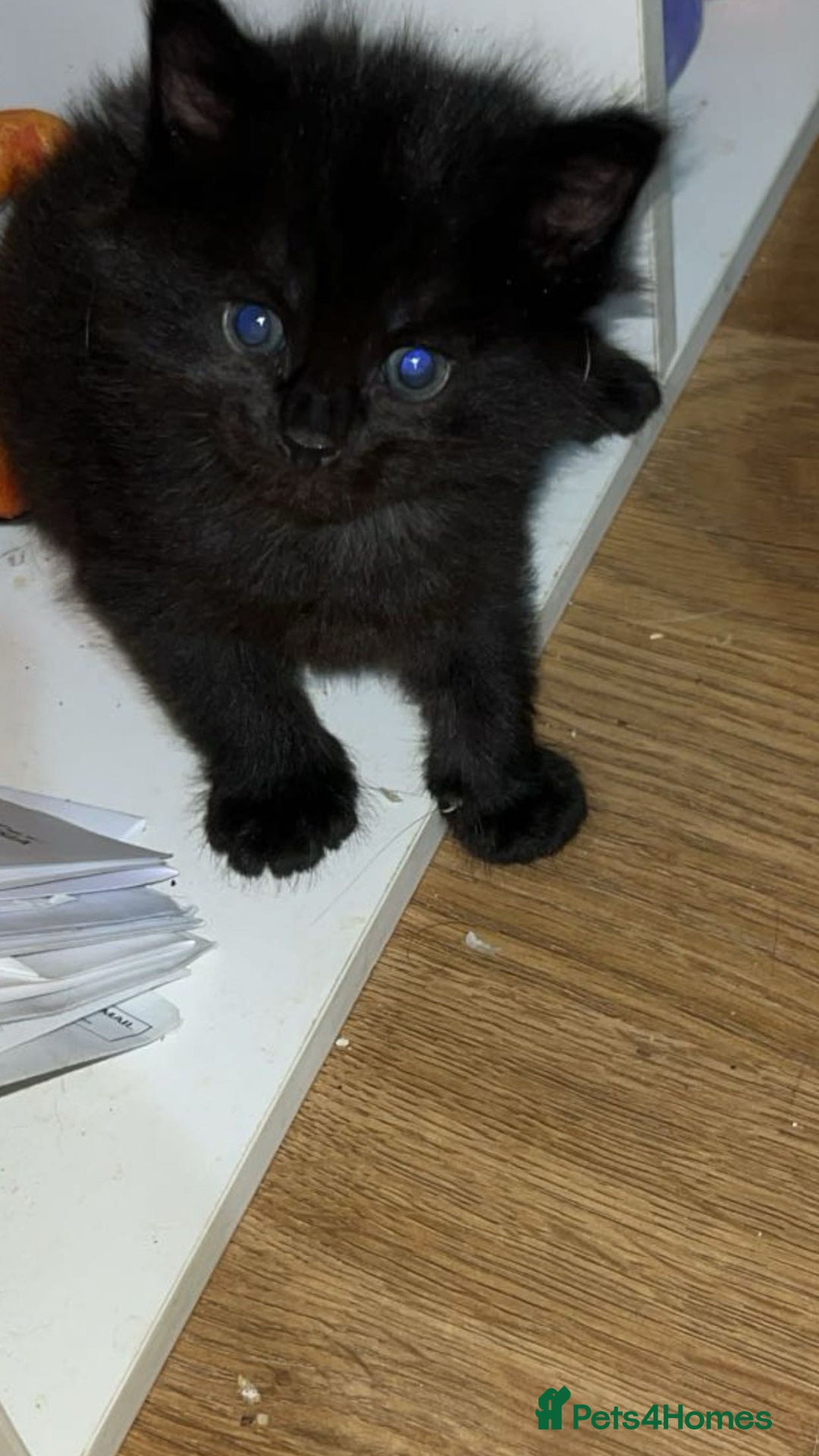 Mixed Breed cats for sale: Kittens for sale - Image 4