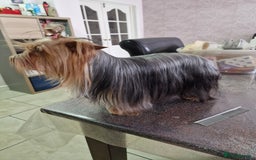 Yorkshire Terrier dogs for sale: For sale Mineture Yorkshire Terrier puppies  - Image 6