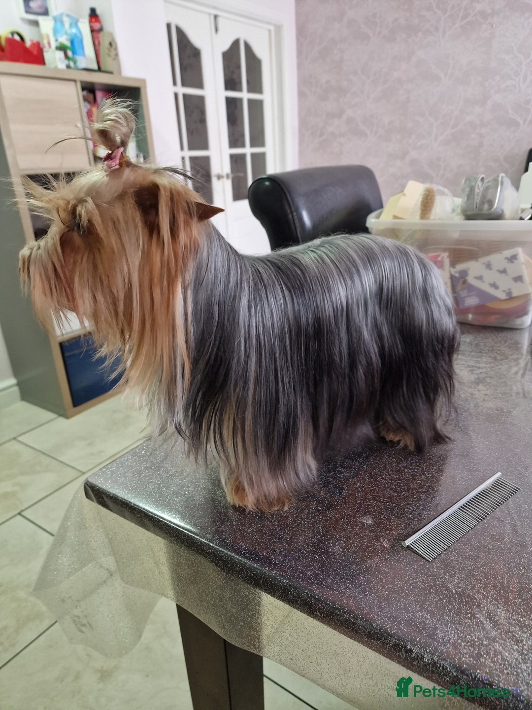 Yorkshire Terrier dogs for sale: For sale Mineture Yorkshire Terrier puppies  - Image 6
