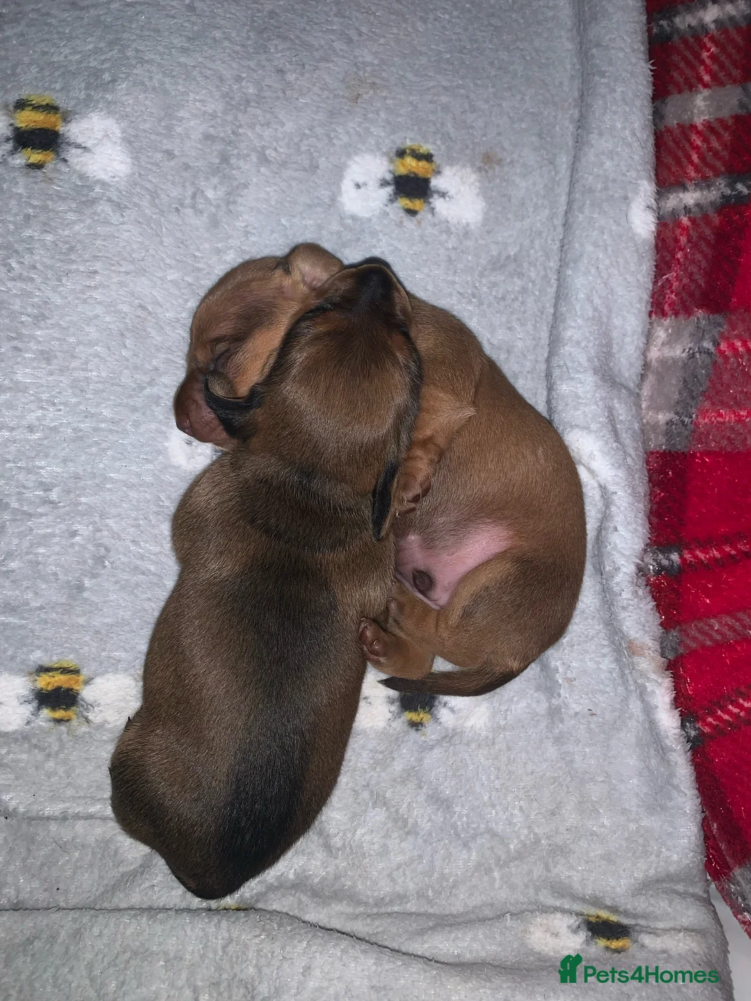 Miniature Dachshund dogs for stud: Proven Shaded red miniature dachshund stud in Pontypool - Advert 7