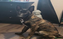 German Shepherd dogs for sale: Dutch herder female 5 months  - Image 2