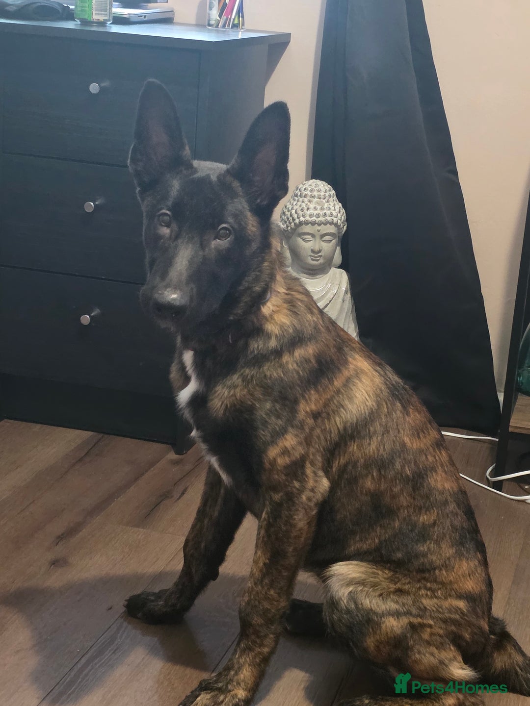 German Shepherd dogs for sale: Dutch herder female 5 months  - Image 2