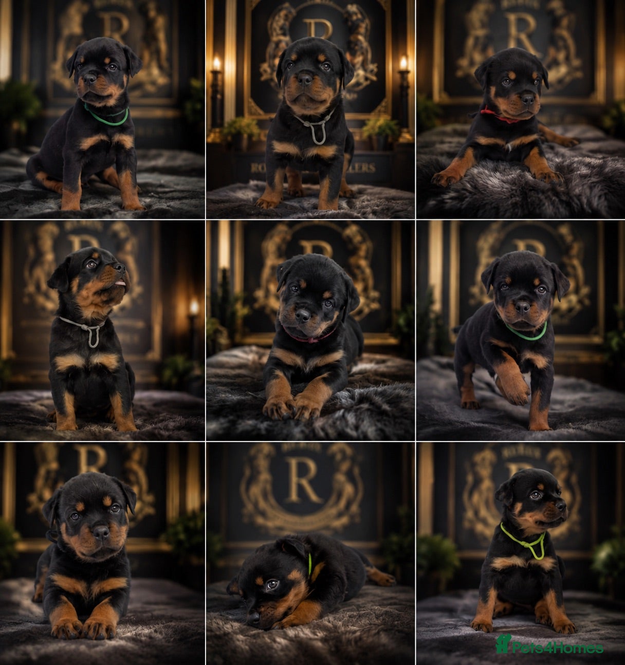 Rottweiler dogs Full KC Pedigree Rottweilers - Advert 2
