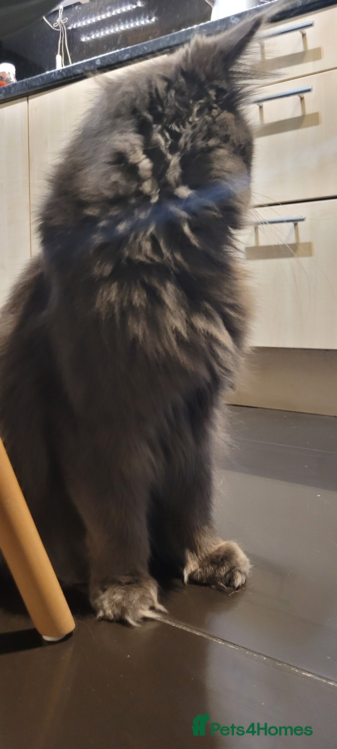 Maine Coon cats for sale: Maine Coon boy  - Advert 4