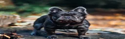 French Bulldog dogs for sale:  KC Registered Platinum French Bulldog Puppy🐾 in Dunstable - Advert 12