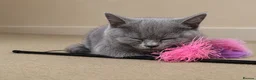 Mixed Breed cats for sale: Kitten  🐱  - Advert 3