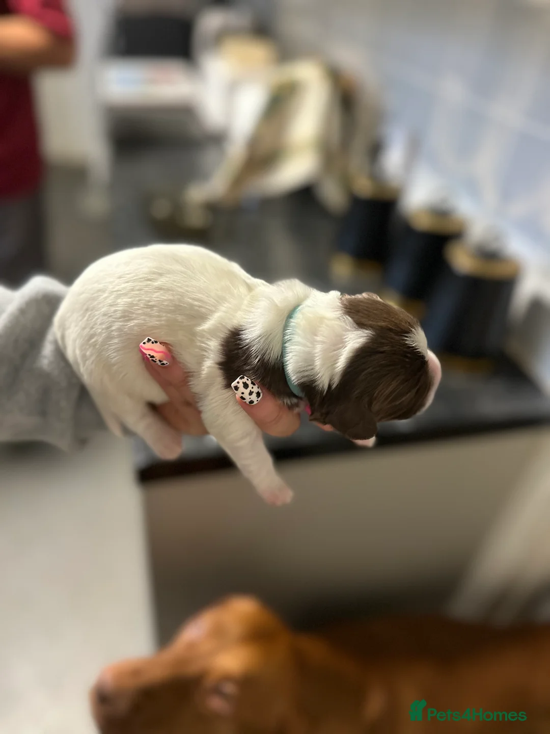 English Springer Spaniel dogs for sale: Gorgeous Working Springer Spaniel Pups! - Advert 6