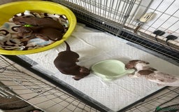 Dachshund dogs for sale: Dachshund puppies - Image 3