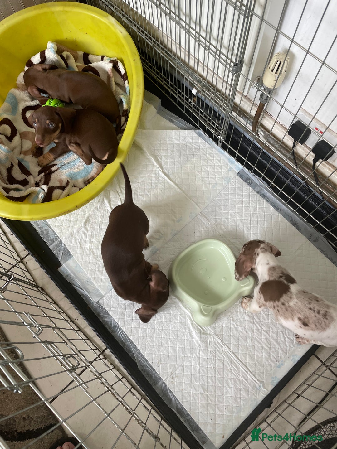 Dachshund dogs for sale: Dachshund puppies - Image 3
