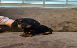 Miniature Dachshund dogs for sale: Miniature Daschund 1XBOY - Advert 4