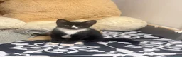 Mixed Breed cats for sale: Gorgeous tuxedo kitten - Advert 1