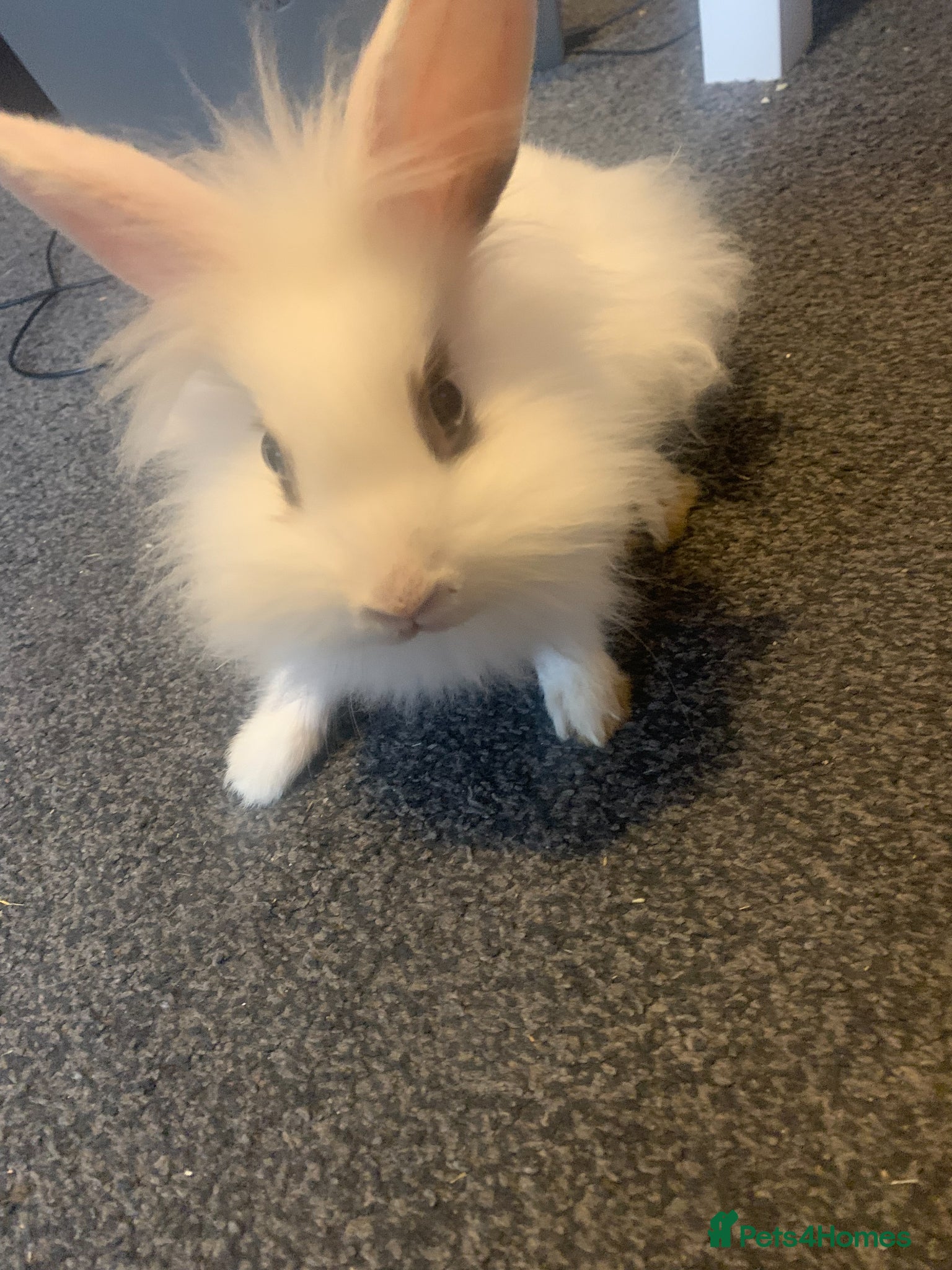 Lionhead rabbits Thumper - A Young Rabbit Looking for a Loving Home - Advert 9