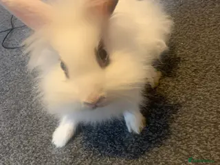 Lionhead rabbits Thumper - A Young Rabbit Looking for a Loving Home - Advert 9
