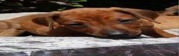 Rhodesian Ridgeback dogs for sale: !!KC CHAMPION AFRICAN RHODESIAN RIDGEBACK!! in Doncaster - Advert 21