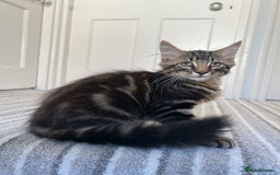 British Longhair cats for sale: Fluffy Male Kitten - Advert 4