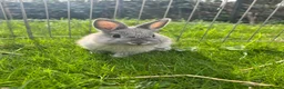 Netherland Dwarf rabbits for sale: Male & female Netherland dwarfs  - Advert 3