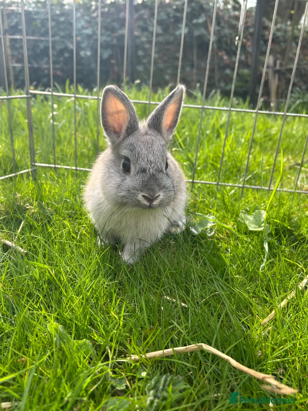 Netherland Dwarf rabbits for sale: Male & female Netherland dwarfs  - Advert 3