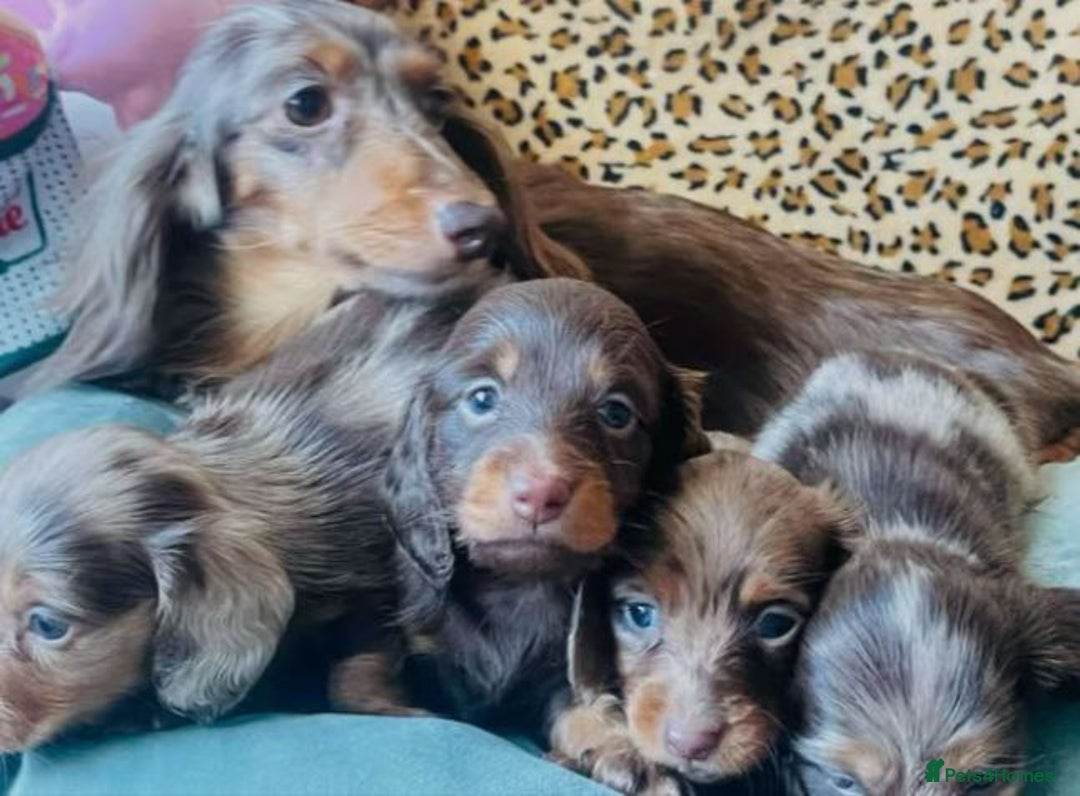 Miniature Dachshund dogs for sale: Adorable Miniature Dachshund Puppies - Image 1