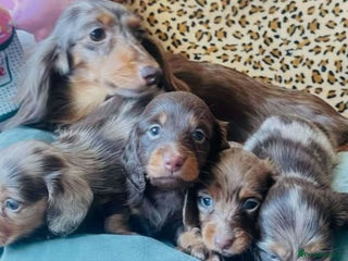 Miniature Dachshund dogs - Advert 4