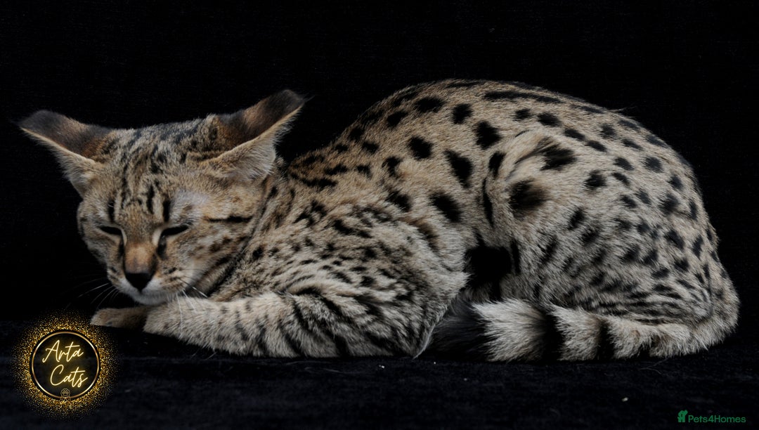 Savannah cats for sale: Stunning F2 Savannah girls - Advert 19