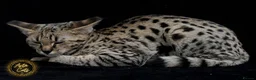 Savannah cats for sale: Stunning rare F2 Savannah - One Remaining! - Advert 11