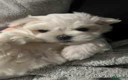 Maltese dogs for sale: London | Maltese Puppies Born on September 18th  - Image 1