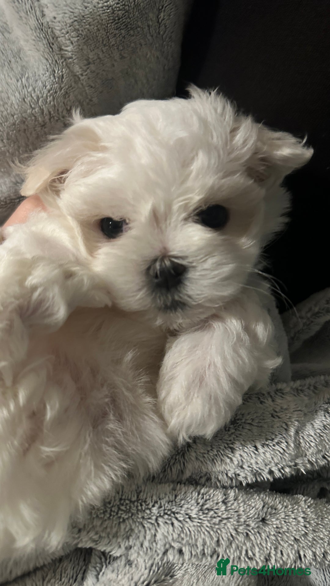 Maltese dogs for sale: London | Maltese Puppies Born on September 18th  - Image 1