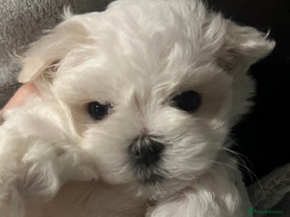Maltese dogs for sale - Advert 1