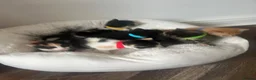 Mixed Breed cats for sale: Gorgeous playful kittens  - Advert 4