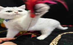 British Shorthair cats for sale: Tica British short hair kittens  - Image 25