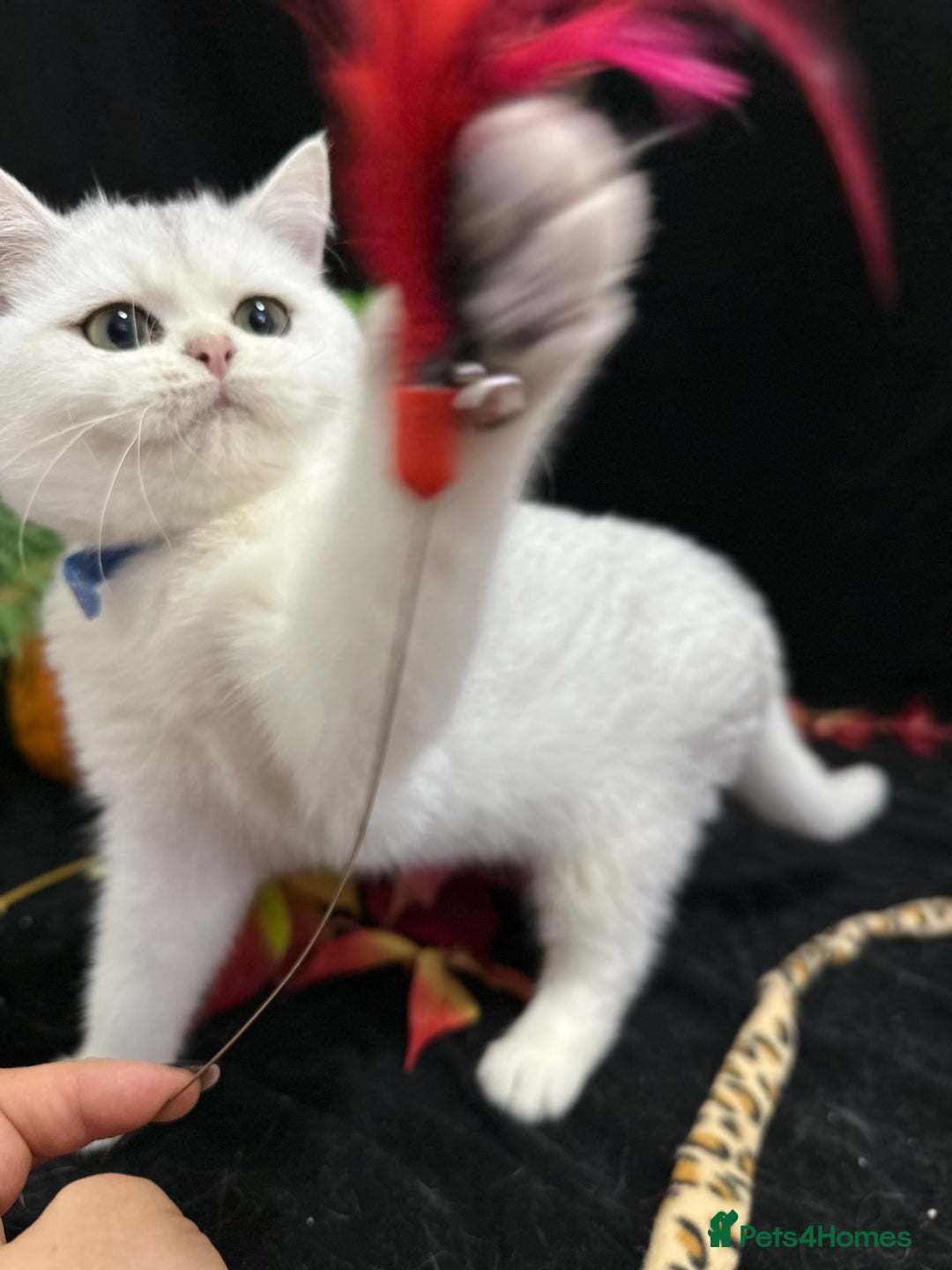 British Shorthair cats for sale: Tica British short hair kittens  - Image 25