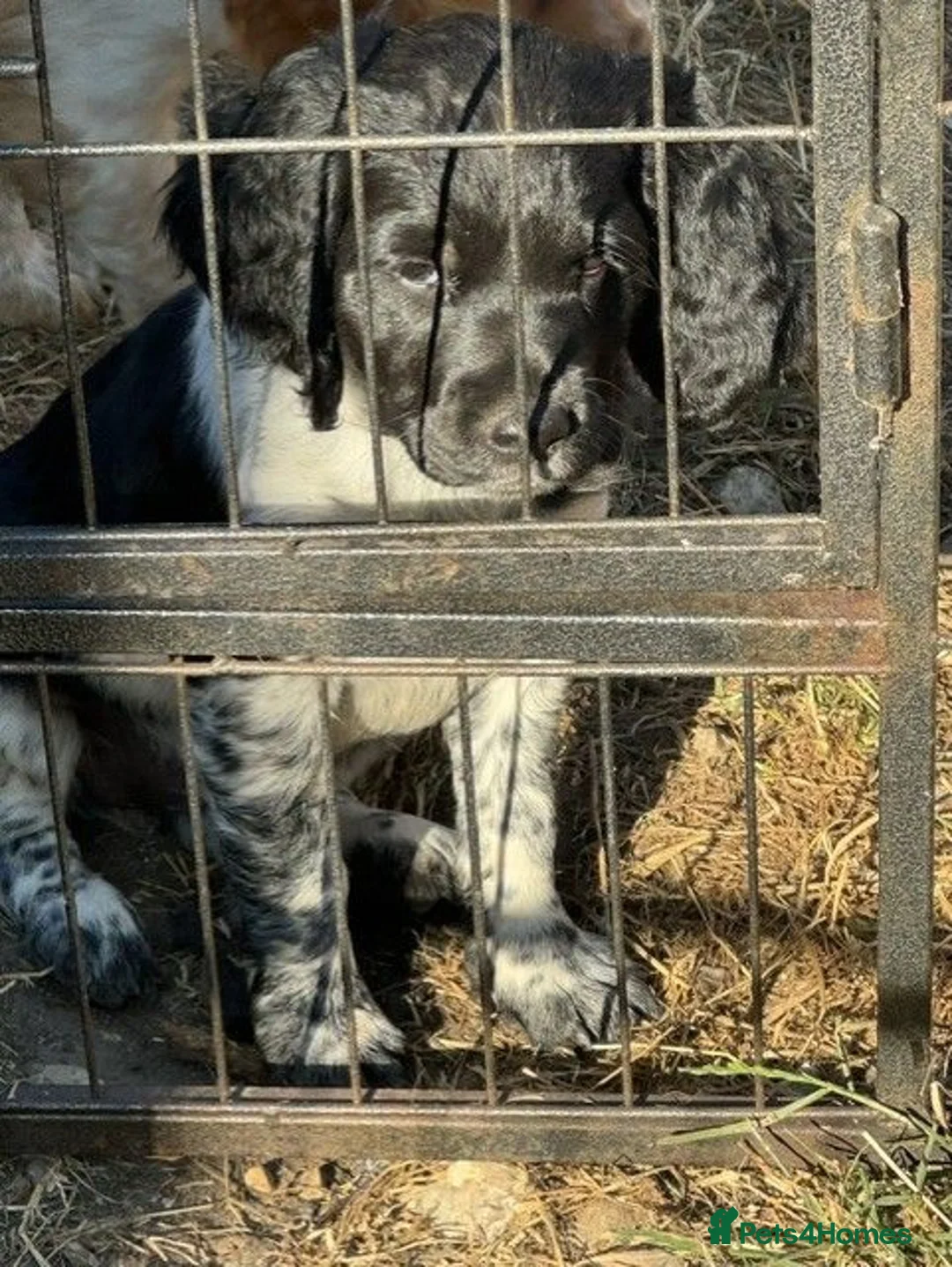 Brittany Spaniel dogs for sale: Brittany Puppies (HPR) in Tadley - Advert 19