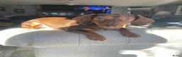 Miniature Dachshund dogs for sale: Min dash hound boy for sale  - Advert 3