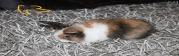 Mini Lop rabbits for sale: 5 Mini Lop x Mini Plush babies  - Advert 27
