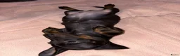 Miniature Dachshund dogs for sale: 3 Miniature Dachshund Puppies  - Advert 9