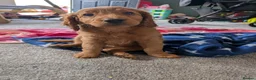 Labradoodle dogs for sale: Stunning F2 labradoodles ready now * 3 left* - Advert 6
