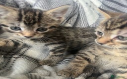 Mixed Breed cats for sale: chunky kittens - Image 24