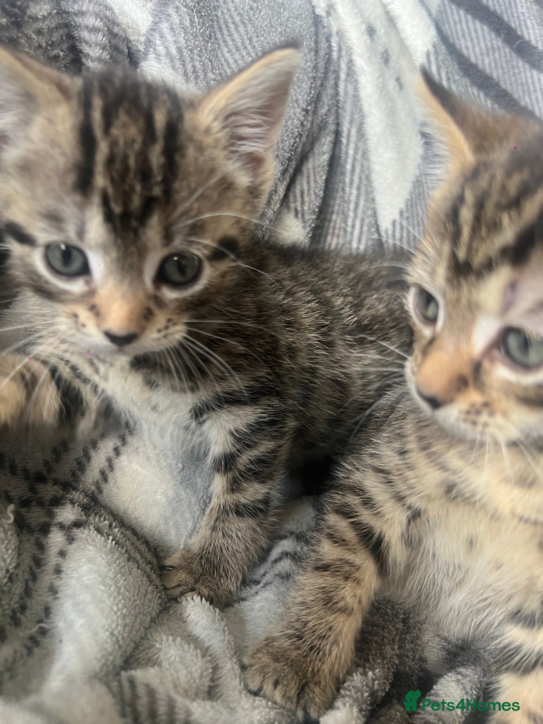 Mixed Breed cats for sale: chunky kittens - Image 24