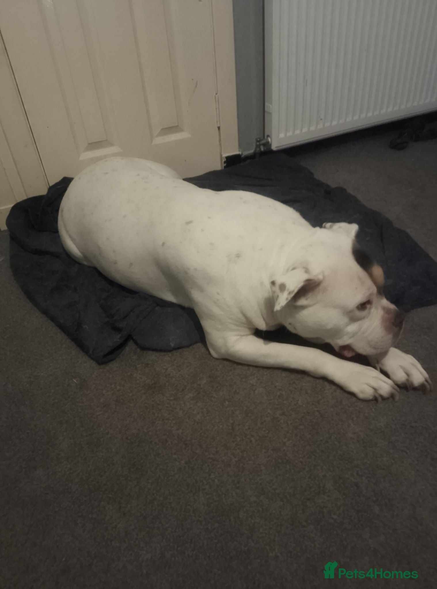 Old Tyme Bulldog dogs Rudi  - Advert 4