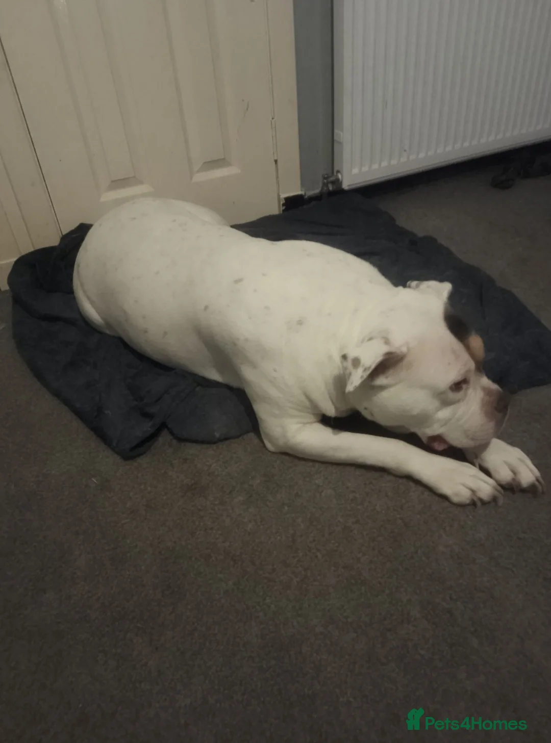 Old Tyme Bulldog dogs for sale: Rudi  in Cumnock - Advert 1