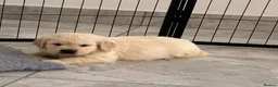 Golden Retriever dogs for sale: Kc registered fully health tested parents  - Advert 5