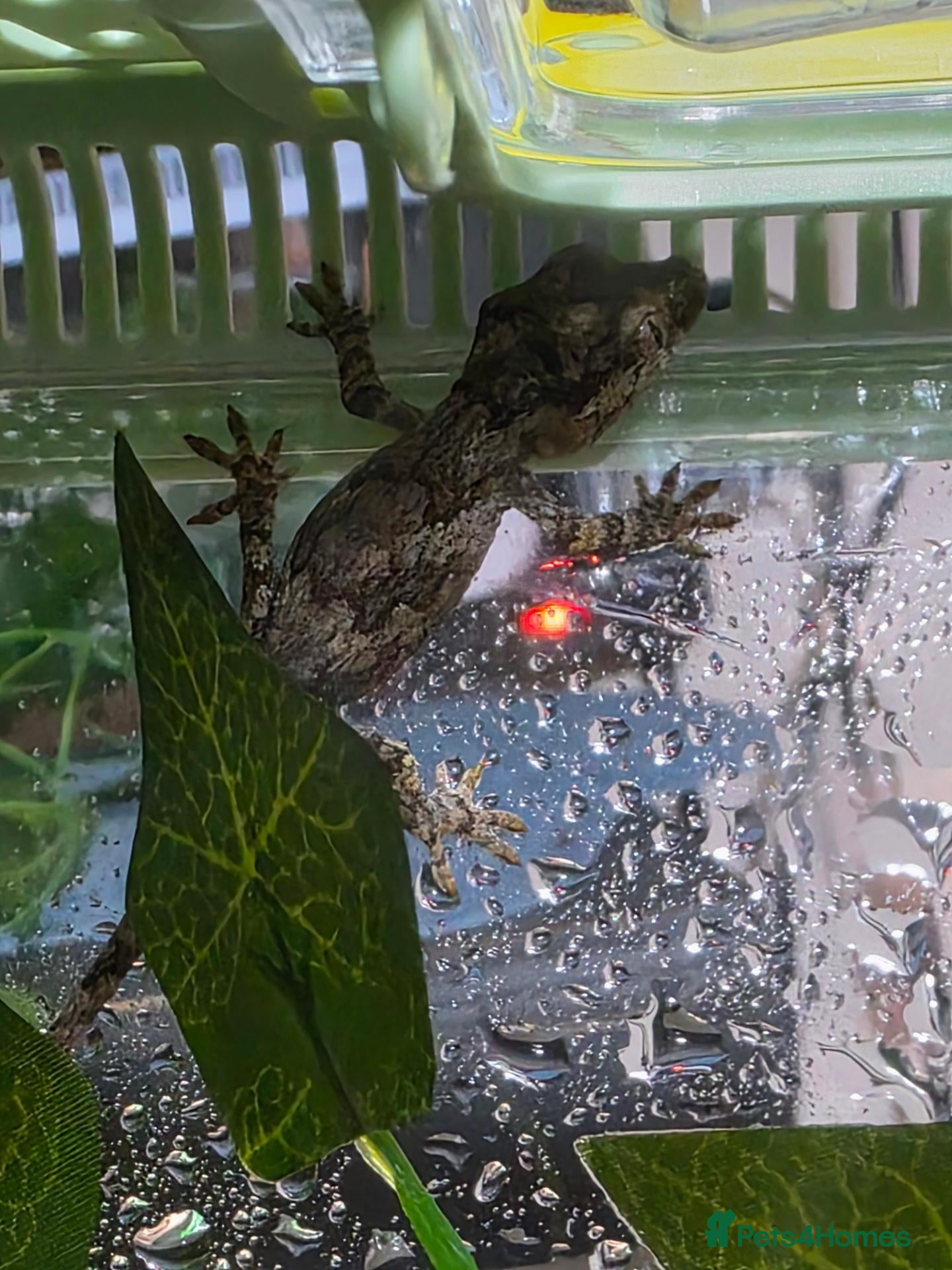 Chameleon reptiles 2 gargoyle gecko babys - Advert 18