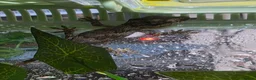 Chameleon reptiles for sale: 2 gargoyle gecko babys - Advert 1