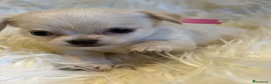 Chihuahua 4